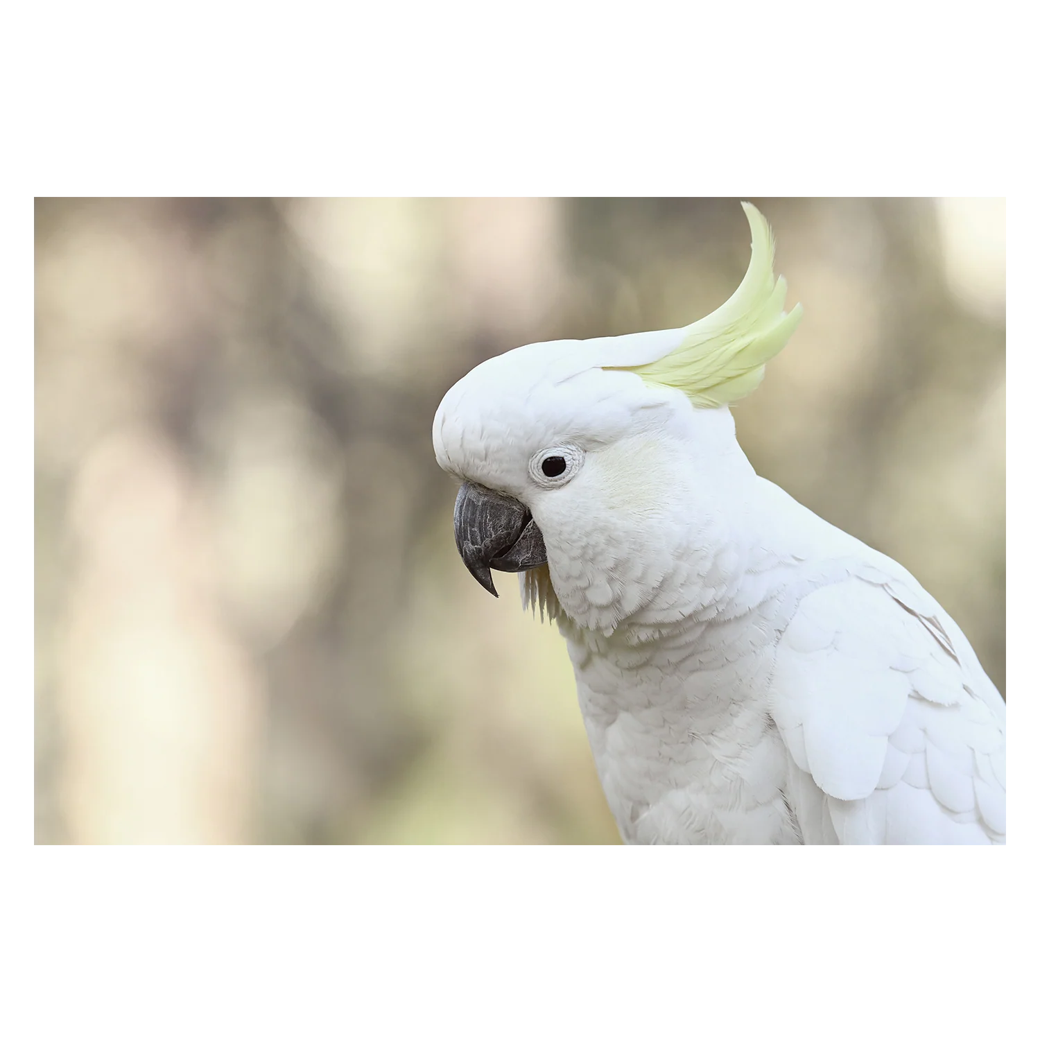 Nature Photography Art